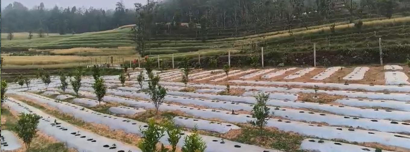 Orange Garden