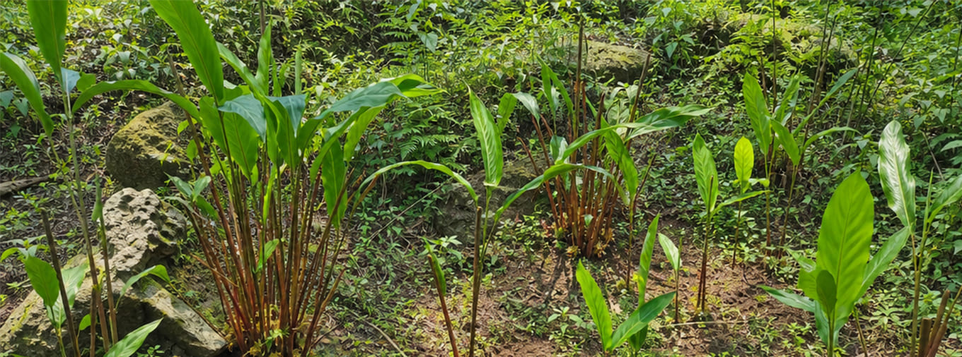 Cardamom Cultivation