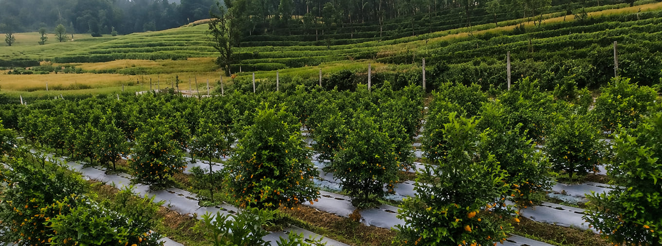 Orange Garden