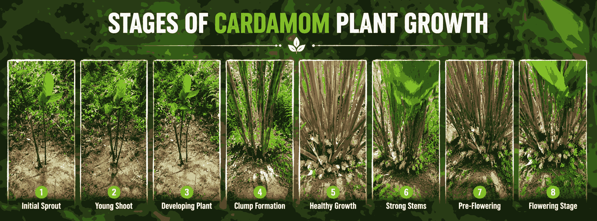 Cardamom Cultivation