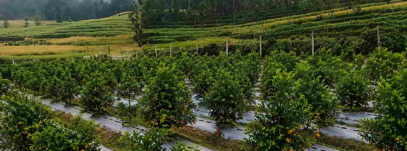 Orange Garden