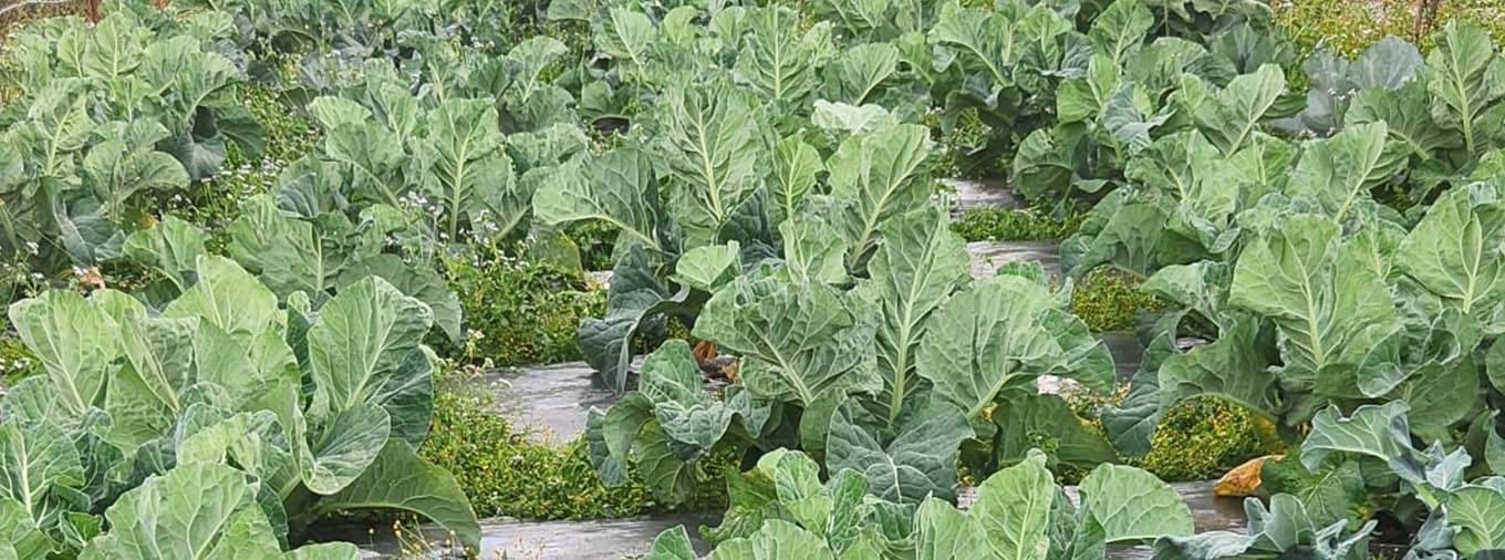 Cauliflower Cultivation
