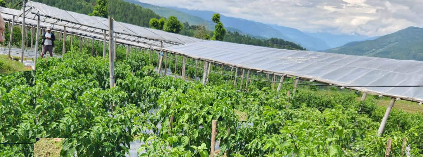 Chilli Cultivation