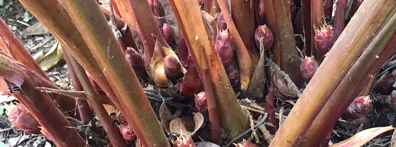 Cardamom Cultivation
