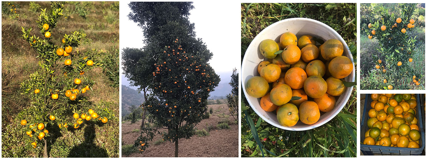 The oranges in our garden